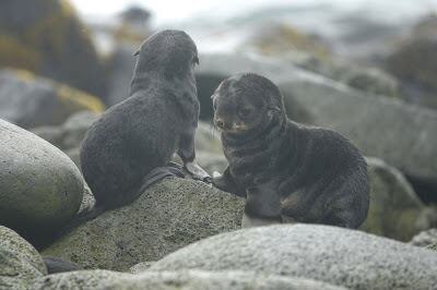 Northern fur seal pups on St. Paul Island, Alaska