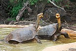 Galápagos tortoise, Santa Cruz Island