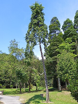 <i>Garcinia nigrolineata</i> Species of tree