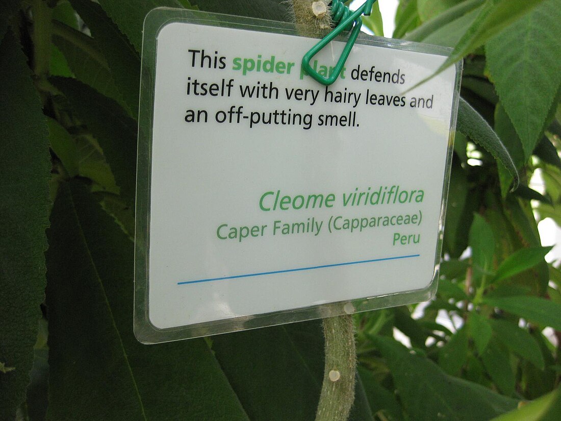 Cleome viridiflora