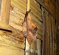 Gastropacha pardale. Lappet moth. Lasiocampidae - Flickr - gailhampshire.jpg