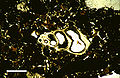 一片来自圣萨尔瓦多岛的，年代为全新世的泻湖沉积物的薄切片，在平面偏振光显微镜下可见微小腹足纲动物的壳，放大比例为5万倍。