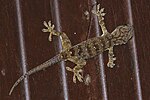 Miniatura para Gekko albofasciolatus