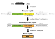 Generalized RiPP biosynthetic pathway.