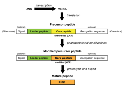 General scheme for RiPP biosynthesis. Generalized RiPP biosynthetic pathway.png