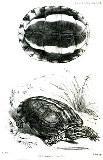 Brown wood turtle Species of turtle