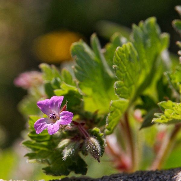 File:Geranium rotundifolium-Géranium à feuilles rondes-20100329.jpg