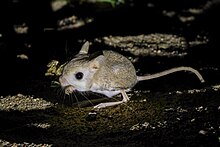 Lesser Egyptian Gerbil from South Yanbu, Saudi Arabia Gerbillus gerbillus.jpg