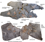 Holotype specimen of H. uldezinye Gessetal2023 Hyneria udlezinye holotype.png