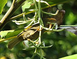 Sirenehonningeter (Gymnomyza viridis)