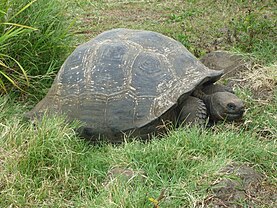 Galapagos tortoise on Santa Cruz Island (Galapagos) Gigantic Turtle on the Island of Santa Cruz in the Galapagos.JPG