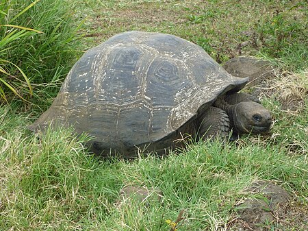 Tập_tin:Gigantic_Turtle_on_the_Island_of_Santa_Cruz_in_the_Galapagos.JPG