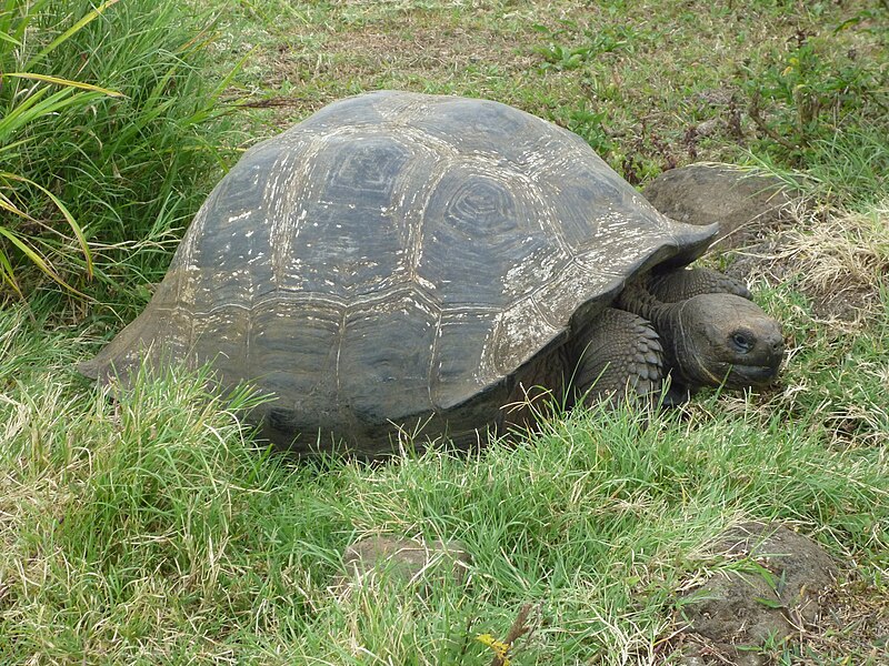 File:Gigantic Turtle on the Island of Santa Cruz in the Galapagos.JPG