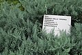 Ginepro della Virginia Juniperus (Virginiana L Cupressaceae 10-18 1449.jpg