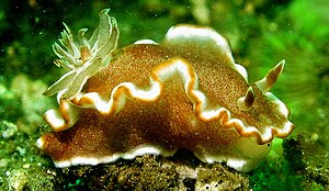 Glossodoris rufomarginata.jpg