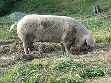 A good example of an adult GOS sow Gloucestershire Old Spot sow.jpg