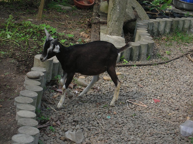 File:Goat - panoramio (2).jpg