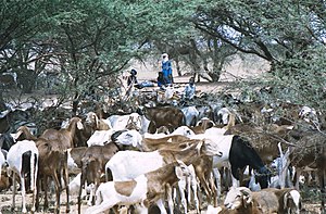 Goats tuareg niger 2003.jpg