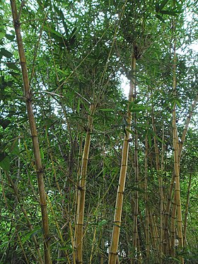 Golden Bamboo(Bambusa vulgaris) in Hong Kong.jpg