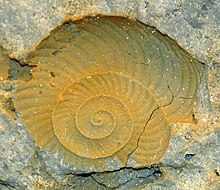 Graftonoceras fossil nautiloid (Lockport Dolomite, Middle Silurian; Coldwater, southern Mercer County, western Ohio, USA) (15054984258).jpg