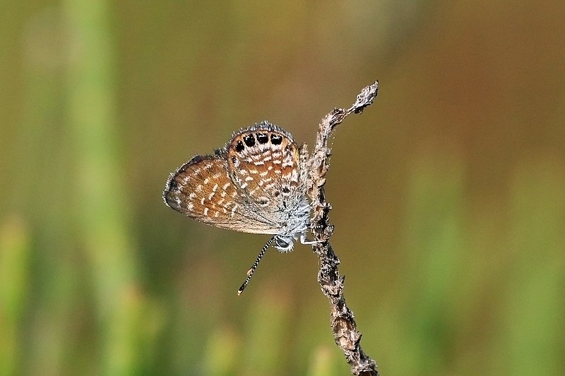 File:Grand Cayman pygmy blue (Brephidium exilis thompsoni) 2.JPG