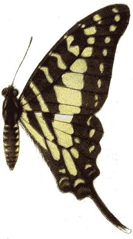 Graphium antheus