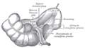 Notranja ileocecal fossa.