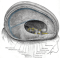切除右半部大脑后显示的硬脑膜