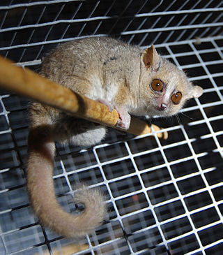 <span class="mw-page-title-main">Gray mouse lemur</span> Small primate from Madagascar