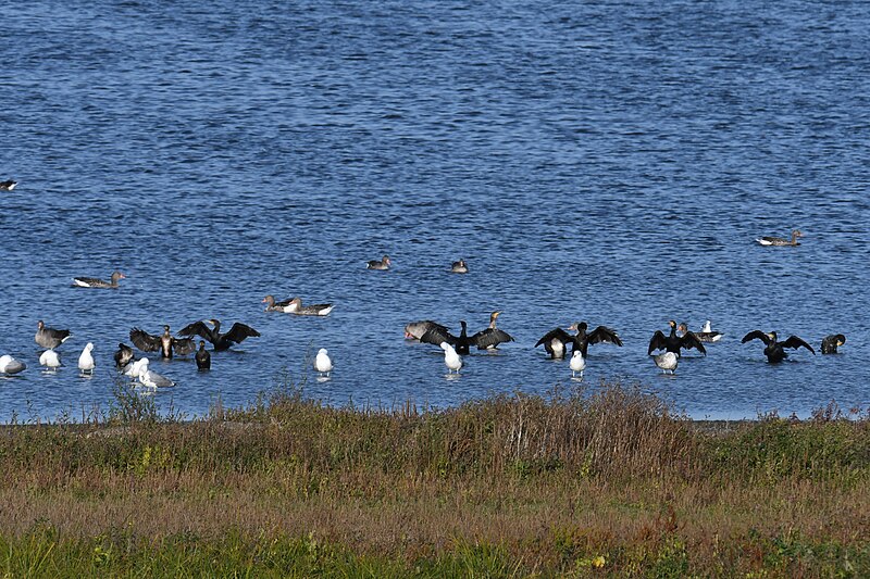 File:Great cormorants, caspian and herring gulls birding berlin 10.17.22 DSC 5995.jpg