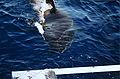 Great white shark and a cage.jpg