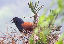 Greater Coucal Hong Kong.jpg