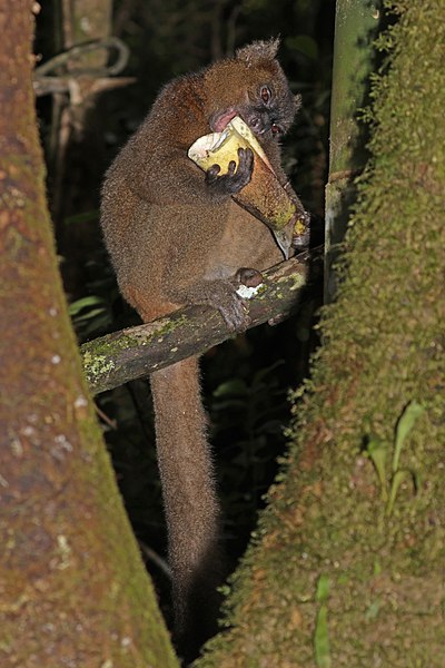 File:Greater bamboo lemur (Prolemur simus) male eating 1.jpg