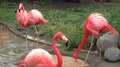 Dosya: Greaterflamingo-uenozoo2008.ogv