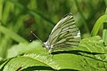 * Nomination Green-veined white butterfly (Pieris napi), Cumnor Hill, Oxford --Charlesjsharp 11:08, 31 March 2015 (UTC) * Promotion Good quality. --Livioandronico2013 12:01, 31 March 2015 (UTC)