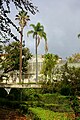 Tall mexican fan palm and queen palm