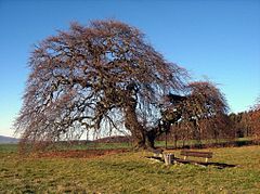 Head beech near Gremsheim