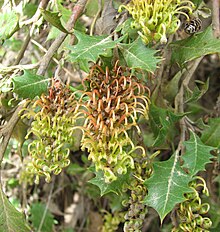 <center>Grevillea bedggoodiana</center>