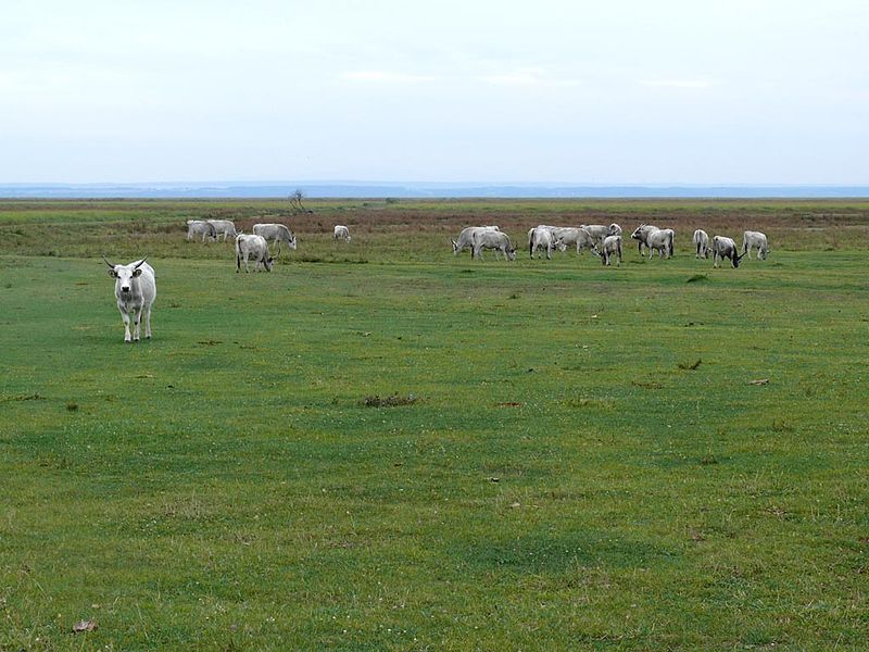 File:Greycattle z07.jpg