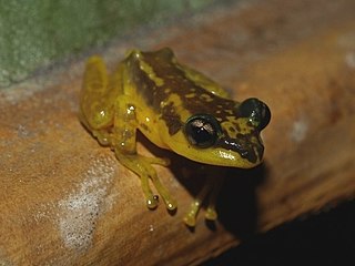 <i>Guibemantis flavobrunneus</i> Species of frog