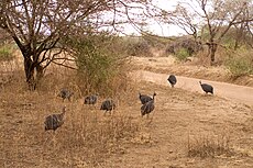 Habitat in Kenya Guinea fowls.jpg
