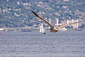 Duluth, Minnesota