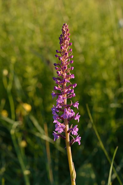 File:Gymnadenia conopsea - harilik käoraamat.jpg