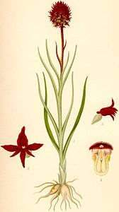 plate 407 Nigritella nigra