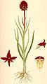 Gymnadenia nigra (as syn. Nigritella nigra) plate 407 in: C.A.M Lindman: Bilder ur Nordens Flora (Orchidaceae) (1917-1927)