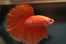 Varieties bred of Siamese fighting fish, the Halfmoon male displaying his flared opercula.