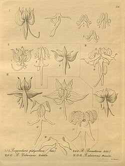 Habenaria platyanthera (as Roeperocharis p.) - Roeperocharis bennettiana - Roeperocharis urbaniana - Roeperocharis alcicornis - Xenia 3 pl 258.jpg