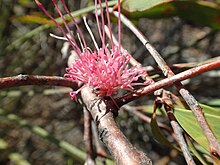 Hakea obtusa цветя.jpg