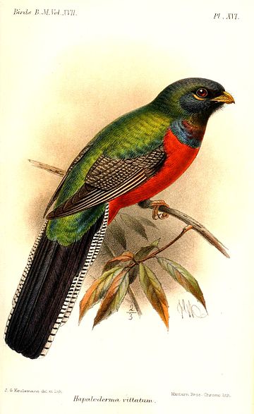 Afrotrogon prążkowany