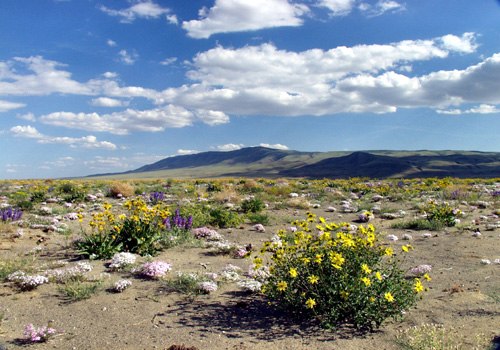 Wildflowers at HRNM